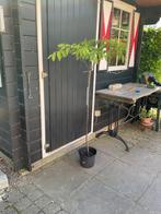 Tetradium Daniellii (Bijenboom), Tuin en Terras, Planten | Bomen, Ophalen of Verzenden, Volle zon, Overige soorten