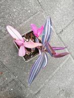 Tradescantia pink stripe, Ophalen of Verzenden, Overige soorten, Minder dan 100 cm