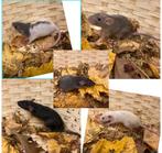 Jonge tamme DWERGRATTEN MAN ( fokker), Dieren en Toebehoren, Knaagdieren, Rat, Mannelijk, Tam, September