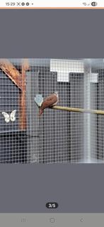 Tamboerijn duivin, Dieren en Toebehoren, Vrouwelijk