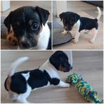 Hele lieve en sociale laagbenige Jack Russel pups te koop, Dieren en Toebehoren, Honden | Jack Russells en Terriërs, Jack Russell Terriër