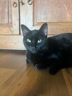 Poes, Dieren en Toebehoren, Katten en Kittens | Dekkaters