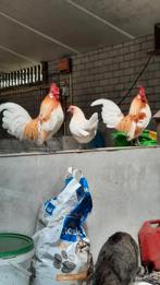 Hollandse kriel witpatrijs trio, Meerdere dieren, Kip