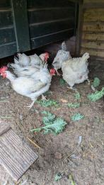 5 sussex  kippen gratis., Dieren en Toebehoren, Pluimvee, Vrouwelijk, Kip