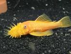 Ancistrus L144 blue eye, Dieren en Toebehoren, Vissen | Aquariumvissen, Vis, Zoetwatervis, Schoolvis