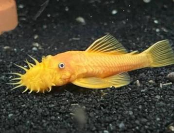 Ancistrus L144 blue eye beschikbaar voor biedingen