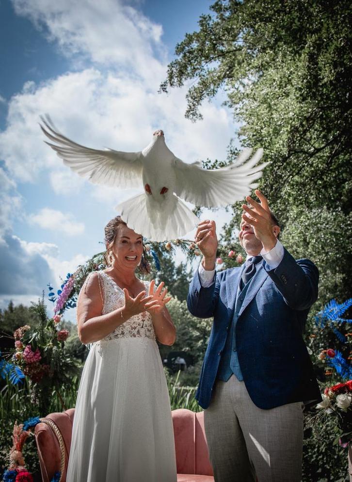 Witte postduiven te huur, bruidsduiven, rouwduiven, Dieren en Toebehoren, Vogels | Duiven, Postduif, Meerdere dieren
