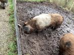 Husumer dekbeer, staat ter dekking. €.150,-, Dieren en Toebehoren, Mannelijk, Voor 1 juli 2024