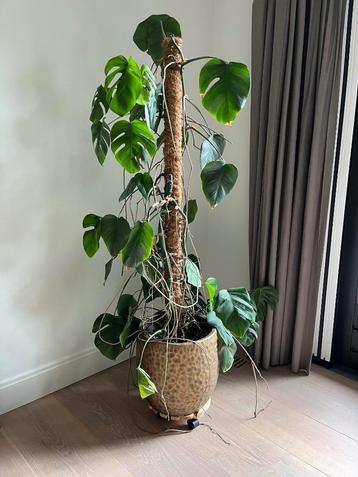 Gatenplant op mosstok (Monstera Pertusum) 120 cm hoog beschikbaar voor biedingen