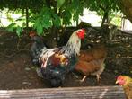 Haan - Brahma Welsumer kruising, Dieren en Toebehoren, Pluimvee, Mannelijk, Kip