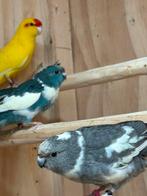 Kakariki jonge en broedrijpe geringd ontwormd, Meerdere dieren, Parkiet, Geringd