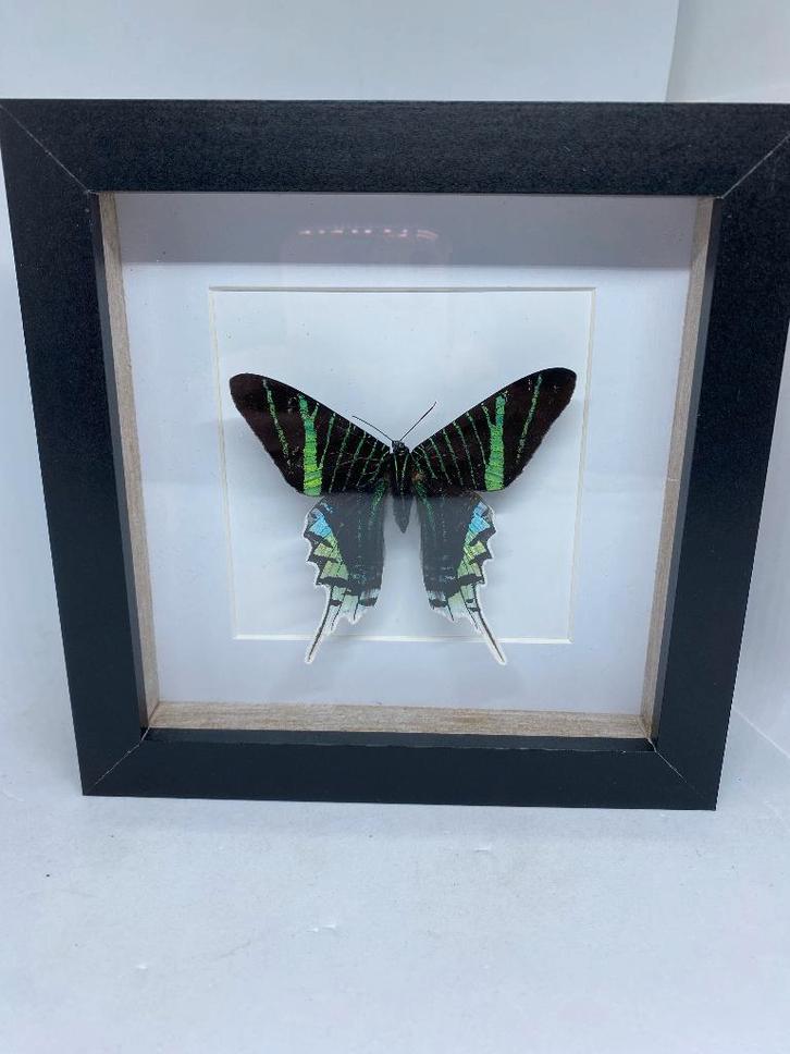 vlinder Urania Leilus, Verzamelen, Dierenverzamelingen, Nieuw, Opgezet dier, Insect, Ophalen of Verzenden