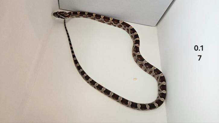 Rattenslangen man en vrouw