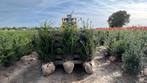 Taxus baccata venijnboom haagplanten in verschillende maten, Ophalen of Verzenden, Taxus, Minder dan 100 cm
