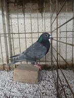 Postduiv andalusier blauw, Dieren en Toebehoren, Geslacht onbekend, Postduif