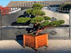 Taxus Cuspidata japanse tuinbonsai, Tuin en Terras, Planten | Bomen, Bloeit niet, Halfschaduw, Overige soorten, 100 tot 250 cm