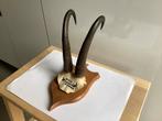 Gems hoorns gewei + schild gemsbok jachttrofee Köningswinter, Ophalen of Verzenden, Zo goed als nieuw, Overige soorten, Gewei of Kop