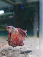 Betta splendens man, Dieren en Toebehoren, Vissen | Aquariumvissen, Vis, Zoetwatervis