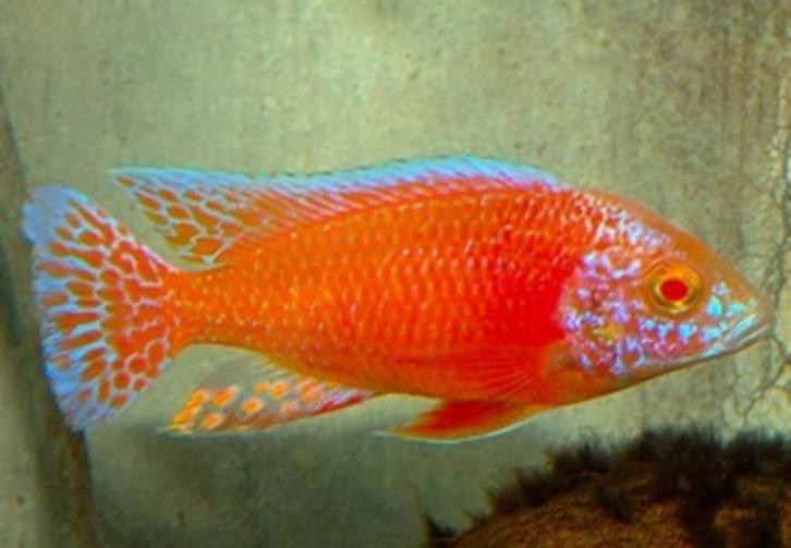 Malawi Cichliden: Aulonocara Dragon Blood Albino, Dieren en Toebehoren, Vissen | Aquariumvissen, Zoetwatervis, Vis