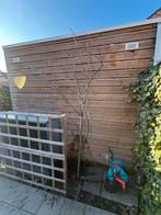 Appelboom gratis af te halen, Tuin en Terras, Tuinhekken en Hekwerk, Ophalen, Gebruikt, Hout, Overige typen