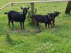 Moeder dwerg geit met 2 bokjes, Dieren en Toebehoren, Schapen, Geiten en Varkens, Meerdere dieren, Geit