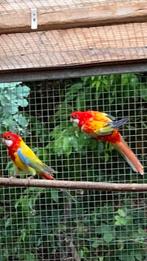 Rosella’s 2024, Dieren en Toebehoren, Vogels | Parkieten en Papegaaien, Meerdere dieren, Parkiet, Geringd