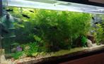 aquarium EHEIM 100/40/45 met vis/zonder, Ophalen of Verzenden, Gebruikt, Gevuld zoetwateraquarium