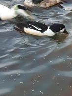 Siereenden-Ganzen en zwanen, Dieren en Toebehoren, Pluimvee, Meerdere dieren, Eend