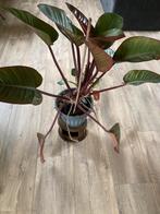 Kamerplant  Philodendron, Ophalen, Halfschaduw, Minder dan 100 cm