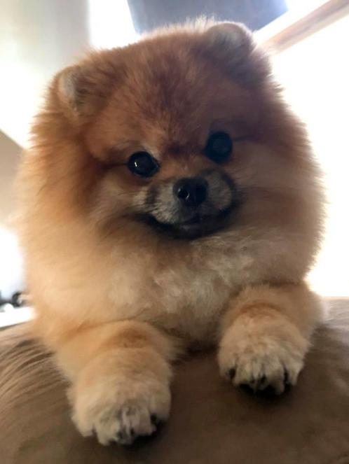 Unieke bearface Pomeriaan als dekreu – Niet te koop!, Dieren en Toebehoren, Honden | Poolhonden, Keeshonden en Oertypen, Reu, Keeshond