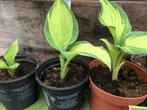 Hosta Planten voor de Tuin, Tuin en Terras, Vaste plant, Bloeit niet, Halfschaduw, Ophalen