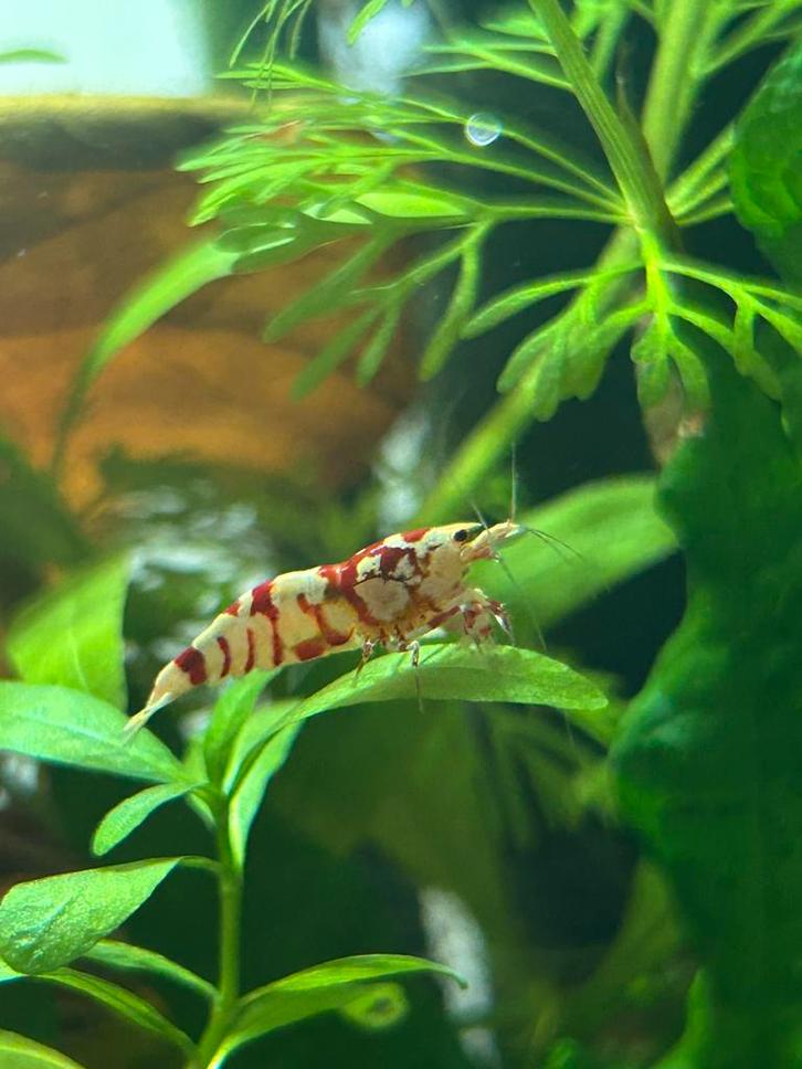 Red Fancy Tiger Caridina garnalen, Dieren en Toebehoren, Vissen | Aquariumvissen, Kreeft, Krab of Garnaal
