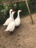 Ganzen, Dieren en Toebehoren, Meerdere dieren, Gans of Zwaan