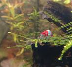 Rili red garnalen high grade, Dieren en Toebehoren, Vissen | Aquariumvissen, Kreeft, Krab of Garnaal
