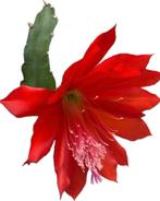 Disocactus Red, cactus, Hangplant, Stek, geworteld, stekjes, Huis en Inrichting, Kamerplanten, Cactus, Minder dan 100 cm, Halfschaduw