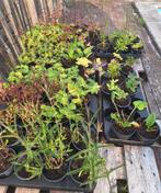 Planten / stekjes €1,- per stuk, Tuin en Terras, Planten | Tuinplanten, Ophalen, Vaste plant, Overige soorten, Volle zon