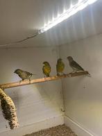 Timbrado's, Meerdere dieren, Zangkanarie