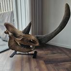 Wolharige neushoorn fossiel schedel, Verzamelen, Mineralen en Fossielen, Ophalen of Verzenden, Fossiel