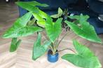 Alocasia zebrina, Huis en Inrichting, Kamerplanten, Overige soorten, 100 tot 150 cm, Volle zon, Ophalen