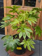 Fatsia Japonica spiders web nr. 1, Tuin en Terras, Planten | Tuinplanten, Ophalen, Overige soorten