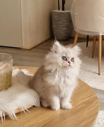 Britse langhaar Kitten 100% Raszuiver 🩷🩷 beschikbaar voor biedingen