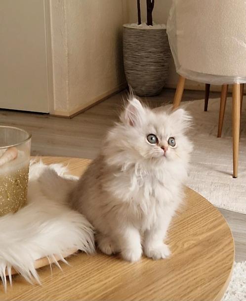 Britse langhaar Kitten 100% Raszuiver 🩷🩷, Dieren en Toebehoren, Katten en Kittens | Raskatten | Langhaar, Poes, Met stamboom