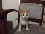 Kittens te koop, Dieren en Toebehoren, Meerdere dieren, Ontwormd, 0 tot 2 jaar