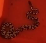 slang, Dieren en Toebehoren, Slang, Met terrarium, 0 tot 2 jaar