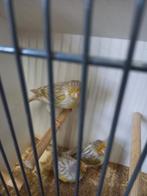 Bruinopaal geelmozaiek, Mannelijk, Kleurkanarie