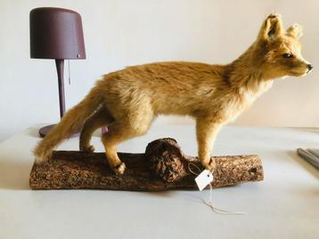 Opgezet vosje, taxidermie beschikbaar voor biedingen