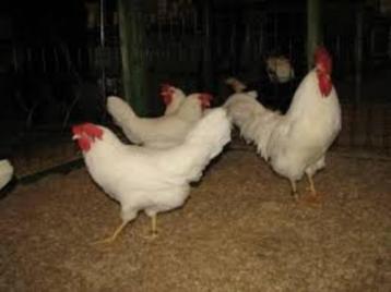 Witte Leghorn kippen en Bruine Barnevelder kippen. beschikbaar voor biedingen