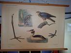 Vogels Naardermeer, Antiek en Kunst, Curiosa en Brocante, Ophalen of Verzenden