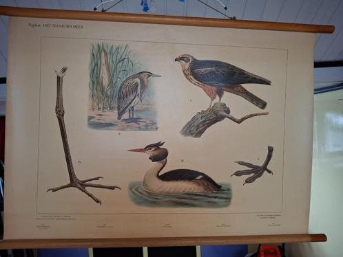 Vogels Naardermeer, Antiek en Kunst, Curiosa en Brocante, Ophalen of Verzenden