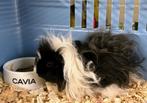Lunkarya beer + Zeug, Dieren en Toebehoren, Knaagdieren, Cavia, Augustus, Mannelijk, Tam